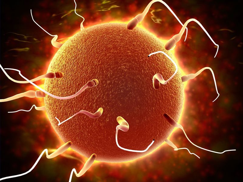 Click to enlarge vas deferens