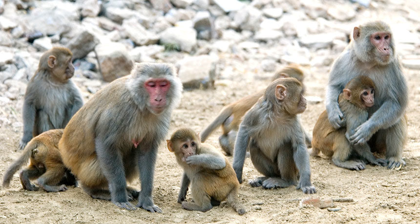 Click to enlarge anxious monkeys, anxiety passed down families