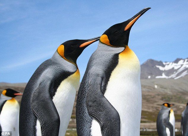 Researchers say numbers of the animals at Île aux Cochons, in the southern Indian Ocean, has been decimated.