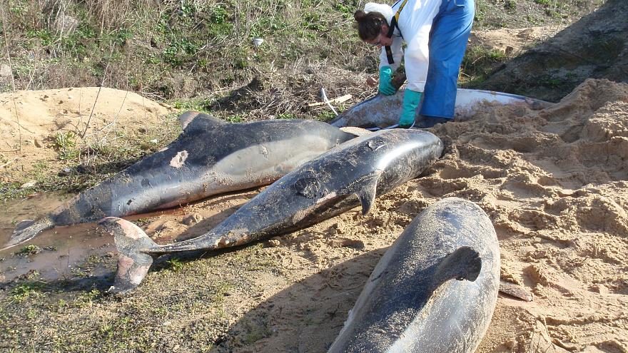 dead dolphins