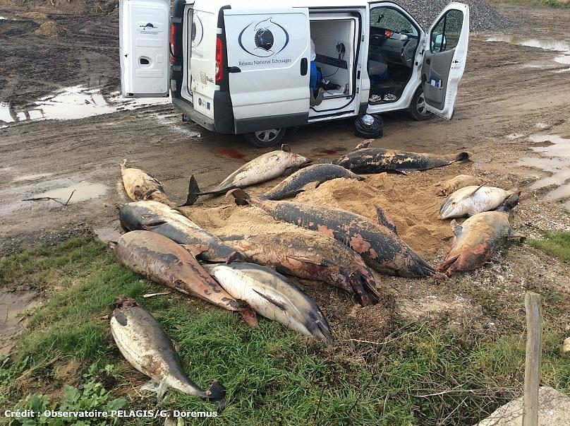 Click to enlarge France keeps a tally of how many marine mammals wash up dead on its beaches