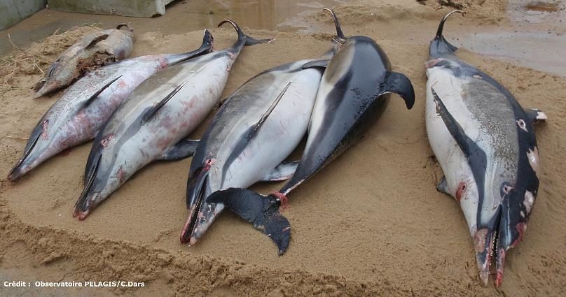 Click to enlarge Common dolphins are more likely to be accidentally caught