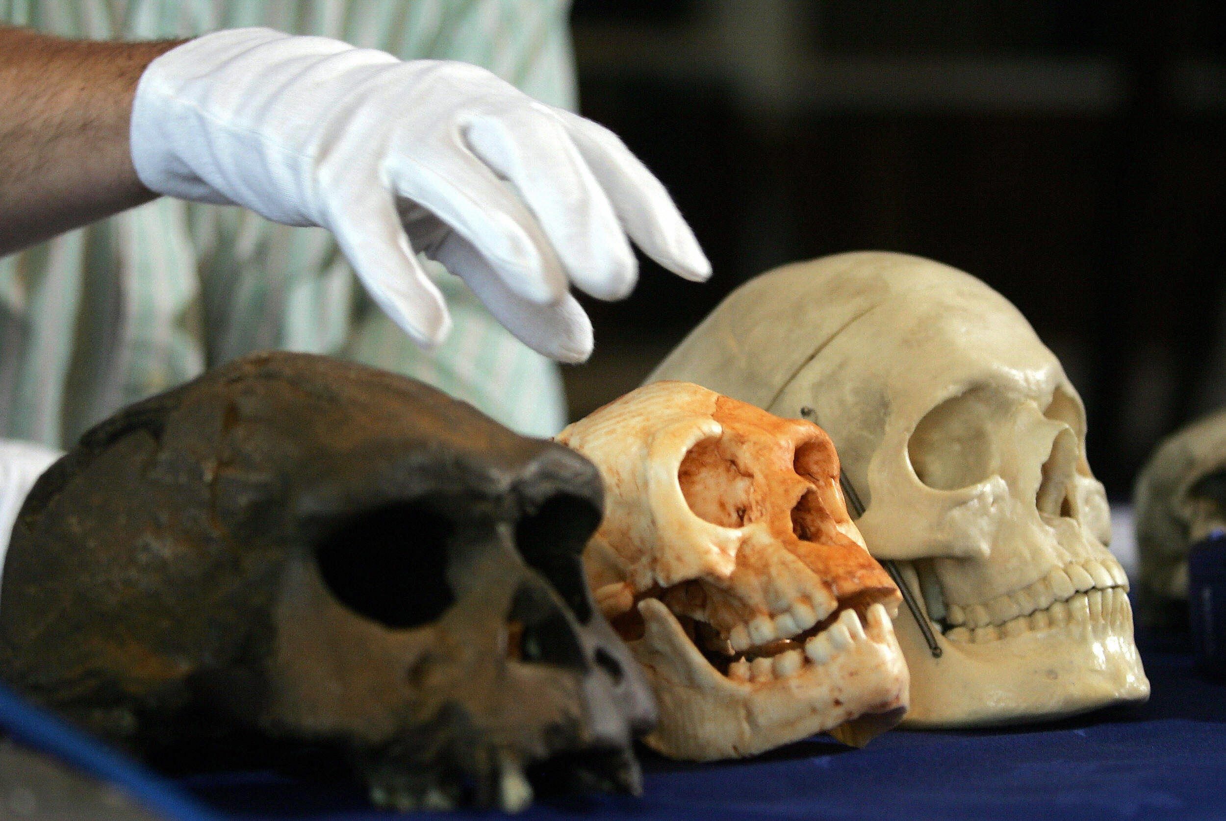 Click to enlarge Hobbit Skull