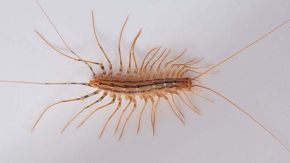 centipede