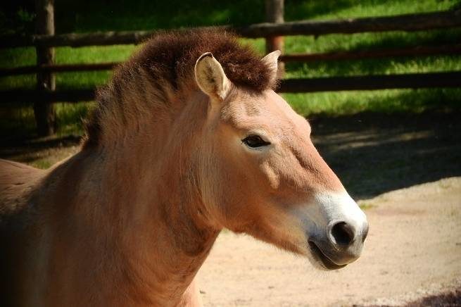 Click to enlarge The endangered Przewalski's horse