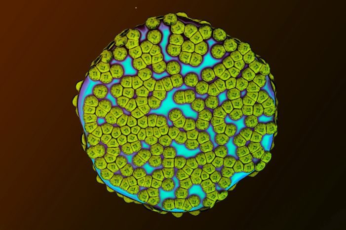 mast cell
