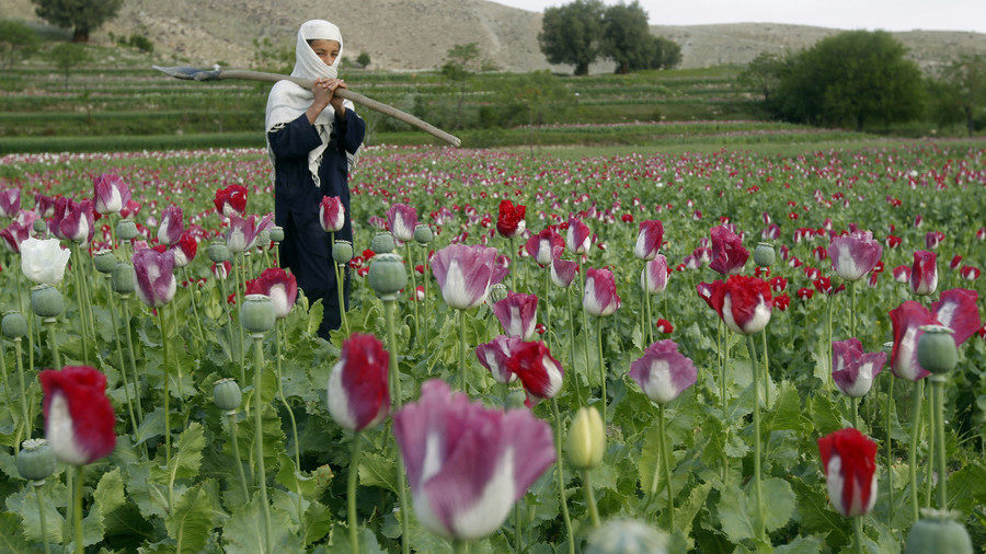 Poppy field