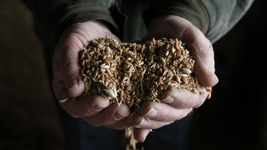 hands wheat