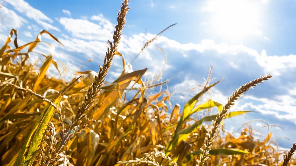 Drought. Corn suffering.