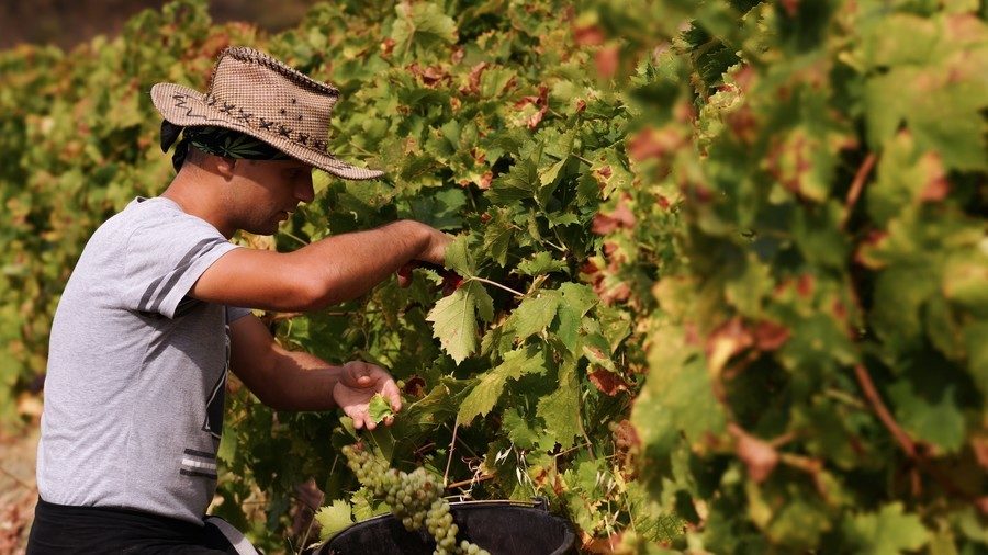 South African farmer