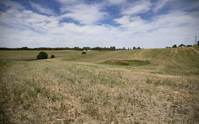 Algarheim in Akershus. drought norway