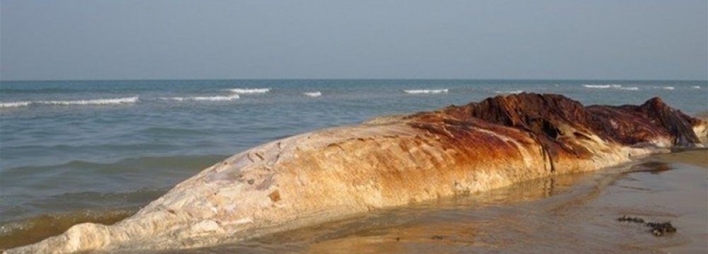 Click to enlarge dead whales