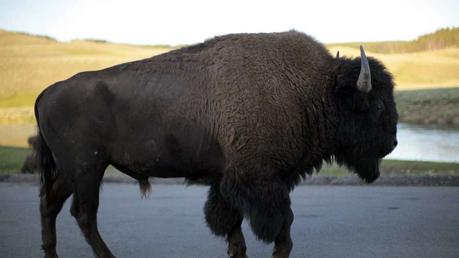 Bison