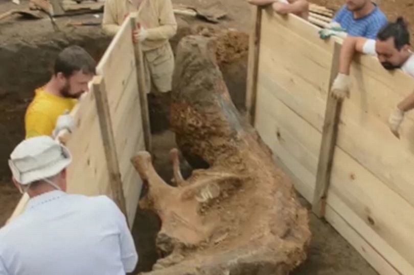 Click to enlarge largest mammoth tusk russia