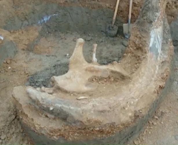 Click to enlarge mammoth tusk russia