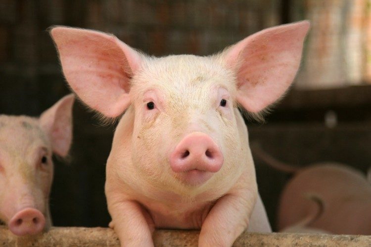 piggy