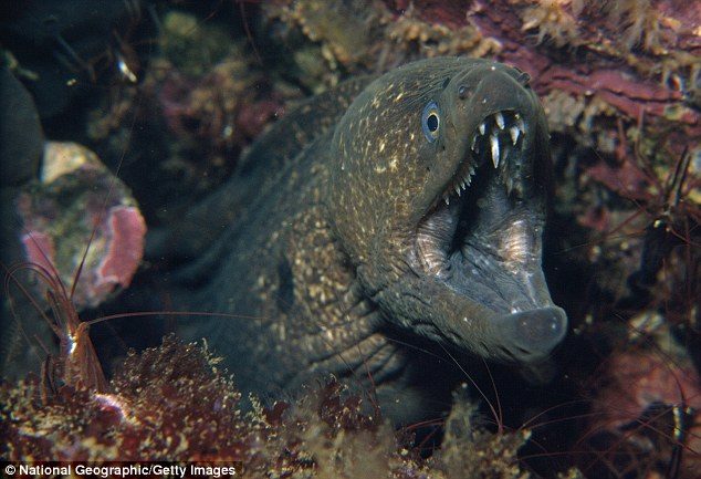 Marine experts were shocked to discover Porter had suffered a rare eel bite. Waikiki Aquarium director Andrew Rossiter said it was likely a moray eel at least five feet in length (stock image)