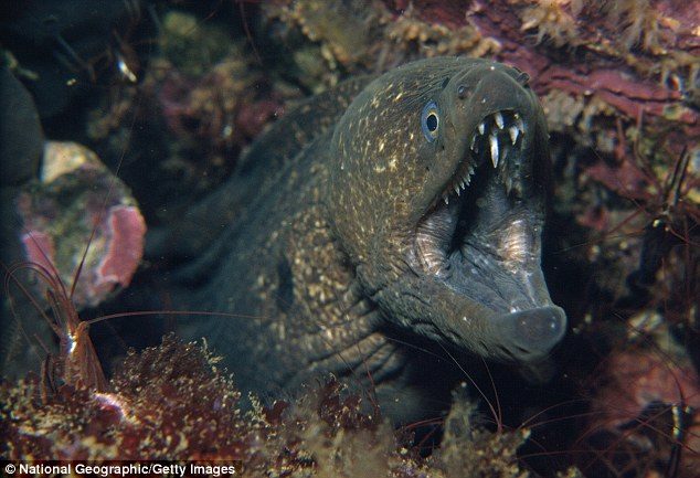 Click to enlarge Marine experts were shocked to discover Porter had suffered a rare eel bite. Waikiki Aquarium director Andrew Rossiter said it was likely a moray eel at least five feet in length (stock image)