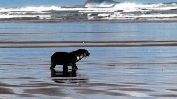Young fur seals, like this one on Ninety Mile Beach last August, often come ashore in winter.
