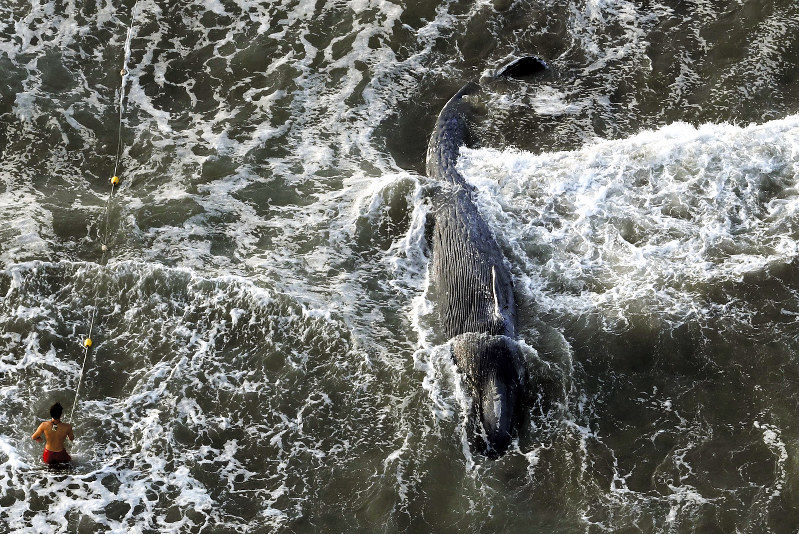 A dead whale that washed up on Yuigahama Beach is seen from a Mainichi Shimbun helicopter on Aug. 5, 2018.
