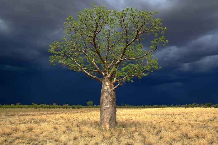 Click to enlarge boab tree