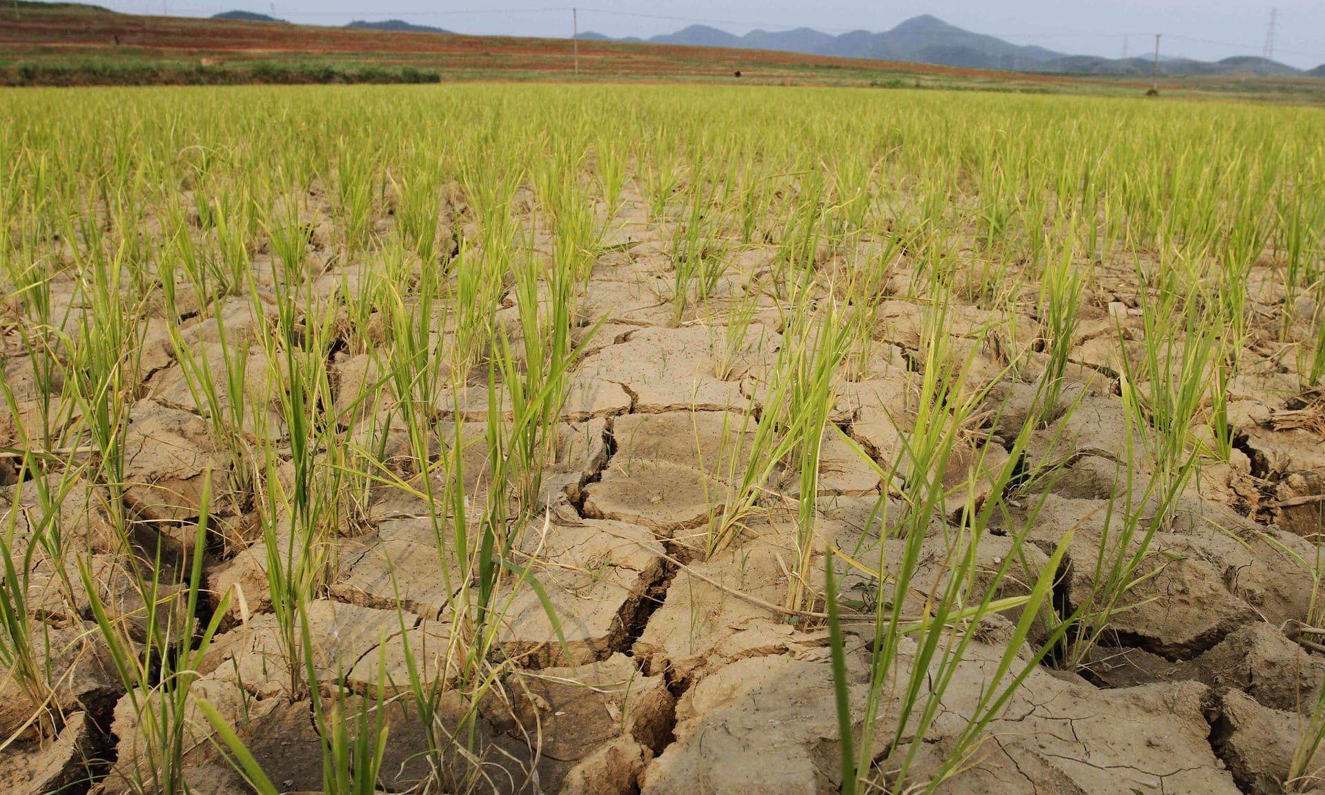 drought korea