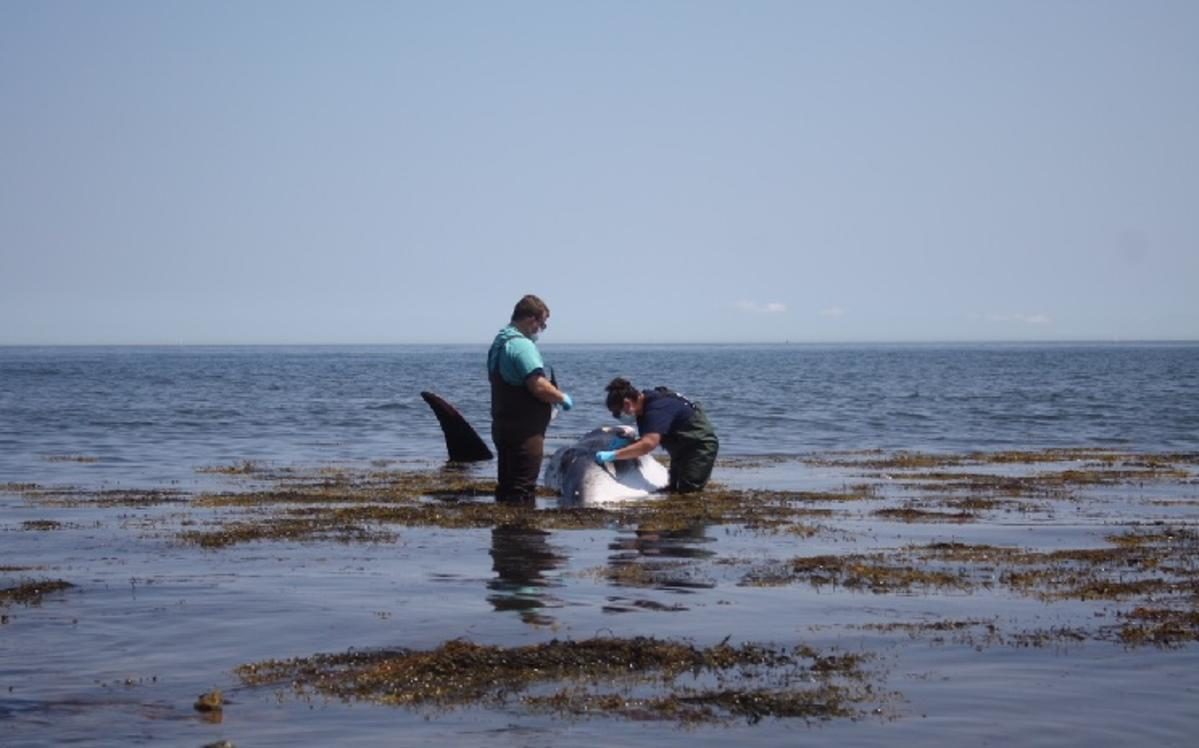 New England Aquarium officials are investigating after the 27-foot long minke whale was found dead Sunday morning near Marshfield’s Brant Rock.