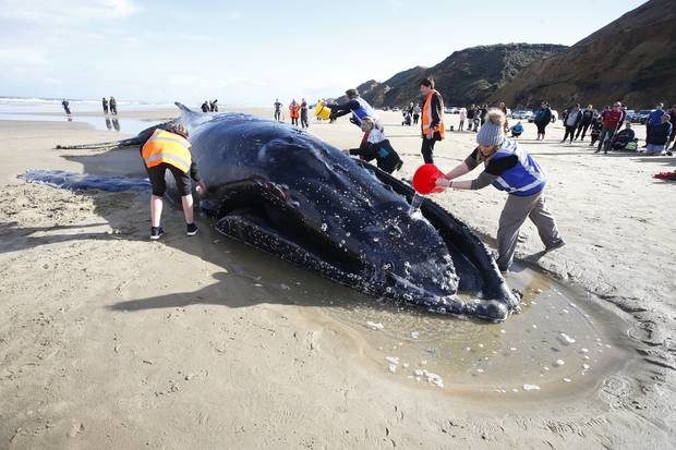 Volunteers trying to save the larger whale.