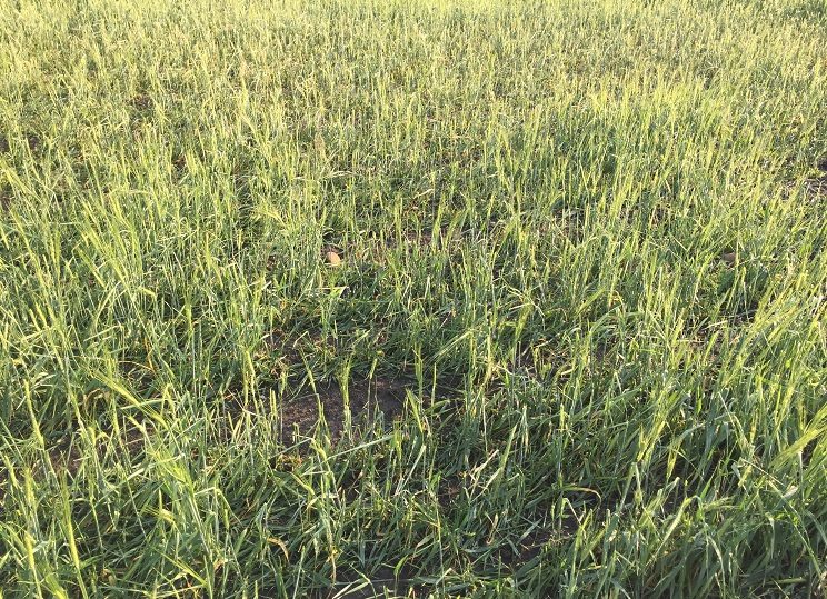 hail barley damage