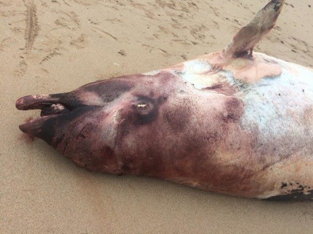 Stranding on Gola Island