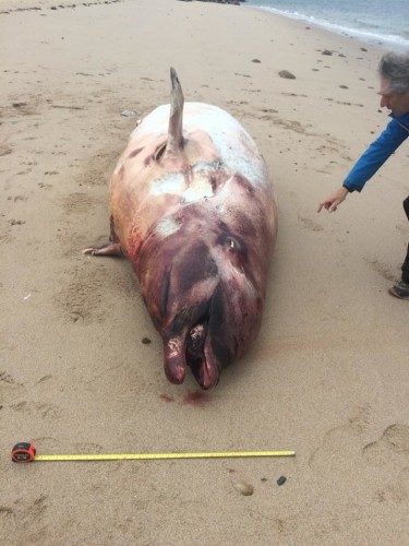 Stranding on Gola Island