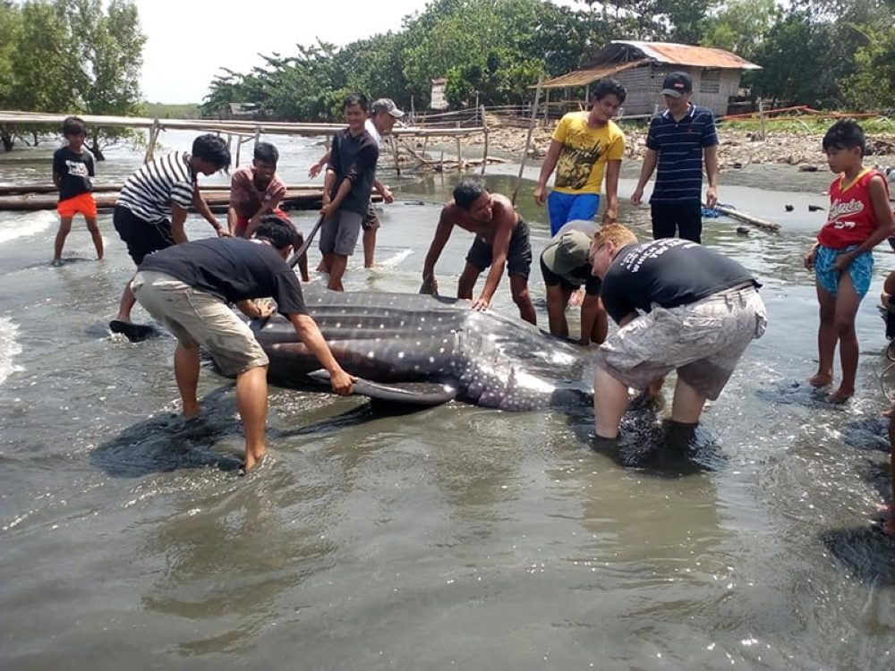 A dead whale shark was spotted at the shoreline in Barangay Cabugan, Tagum City, Davao del Norte Tuesday dawn, August 7, 2018.