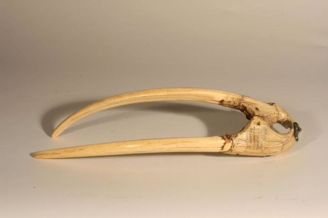 Click to enlarge A walrus rostrum
