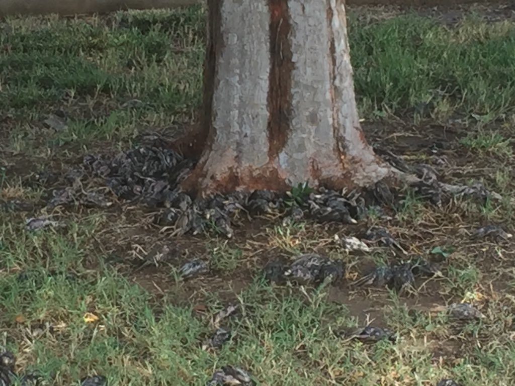 Click to enlarge Dozens of birds found dead