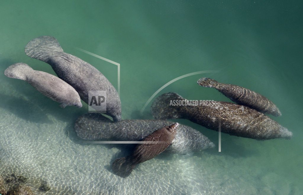 manatees