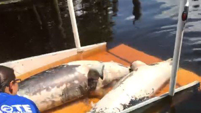 dead dolphins