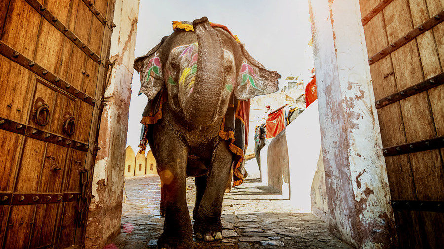 Elephant