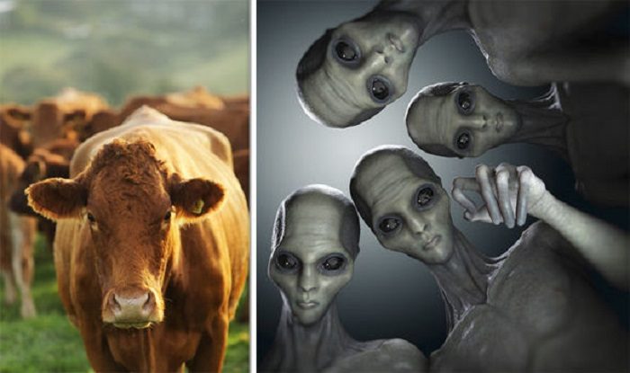 Aliens accused for Argentinian cattle mutilation