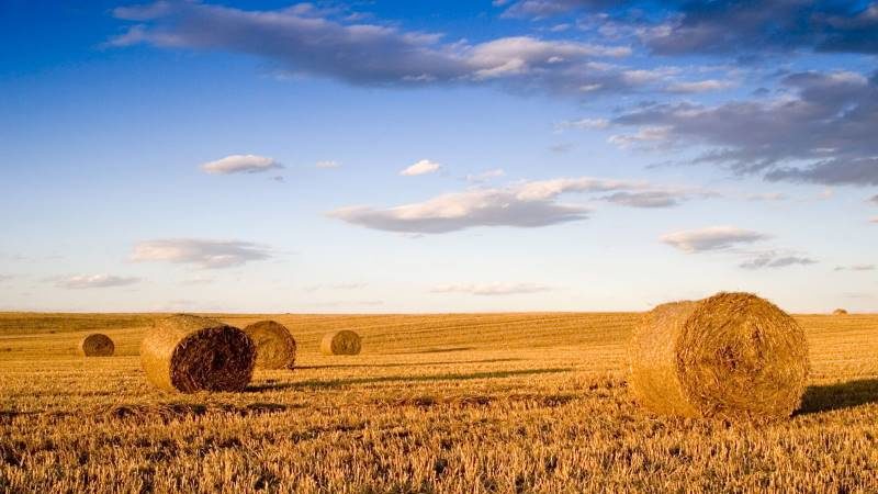 wheat field