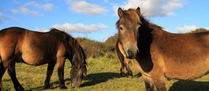 Click to enlarge exmoor ponies