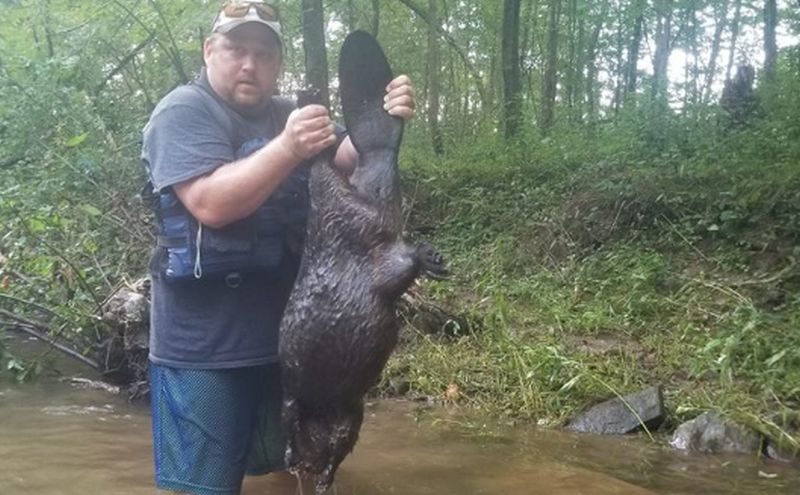 Click to enlarge father daughter rabid beaver attack