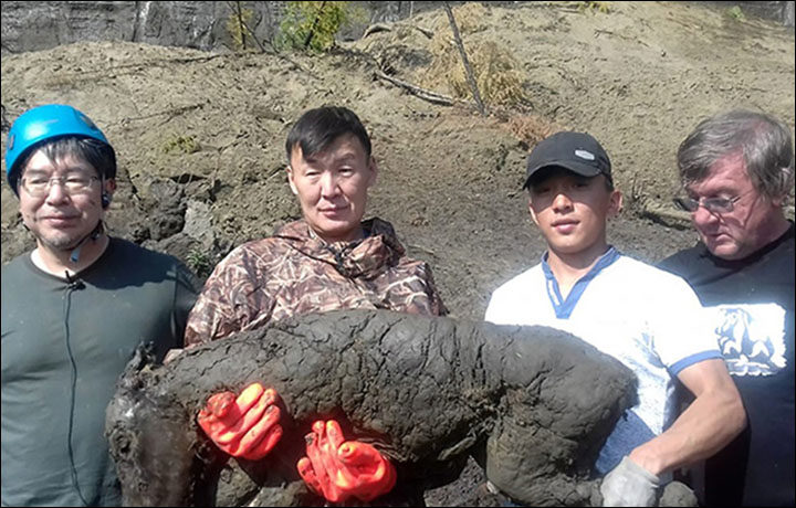 40,000 year old horse siberia