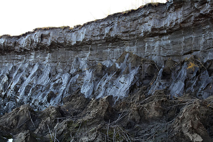 Click to enlarge batagai shelf