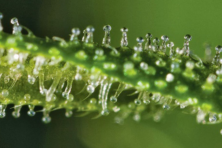 cannabinoids
