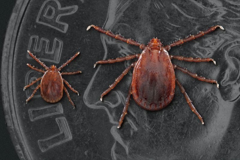 Click to enlarge ticks