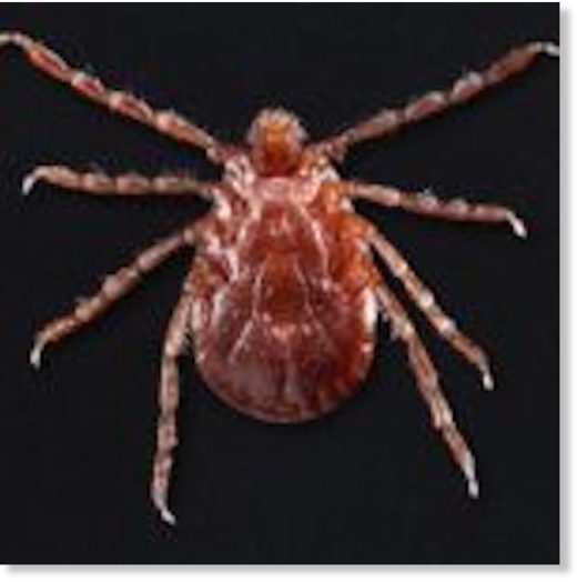 Click to enlarge longhorned tick