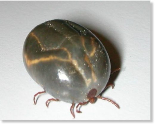 Click to enlarge engorged tick