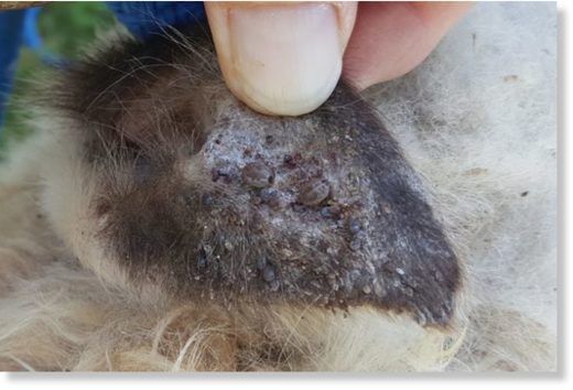 Click to enlarge ticks on animal ear