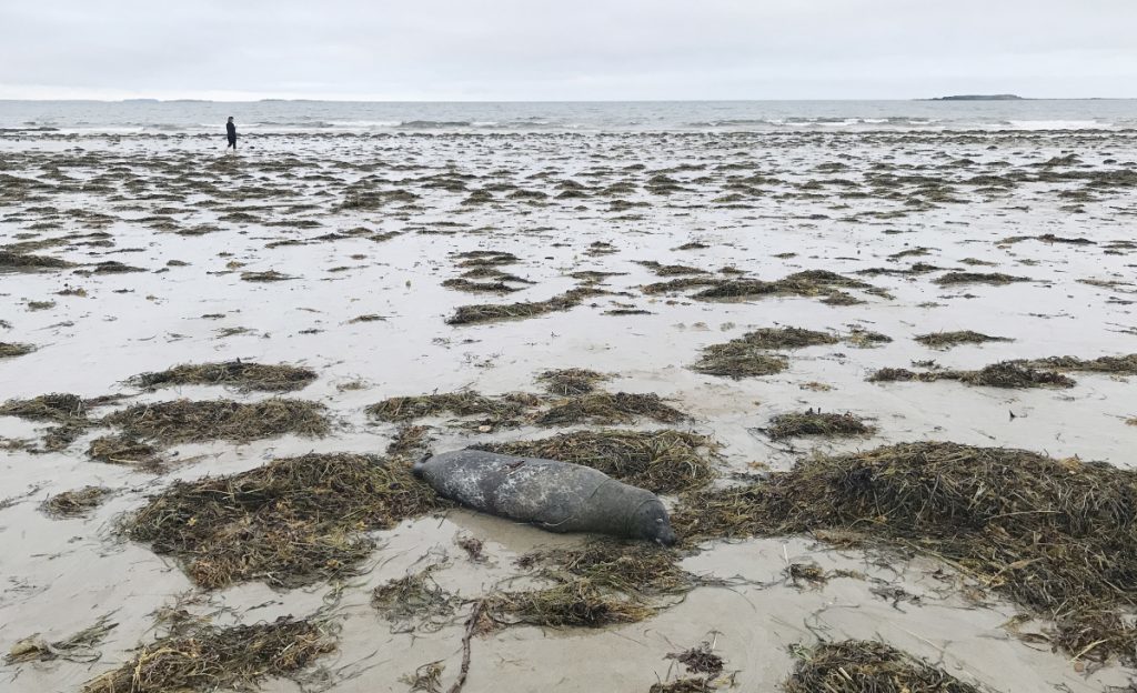 Click to enlarge A dead seal on the shore at Bayview Beach in Saco on Sunday. This was one of several dead seals reported on the beach over the past two days.