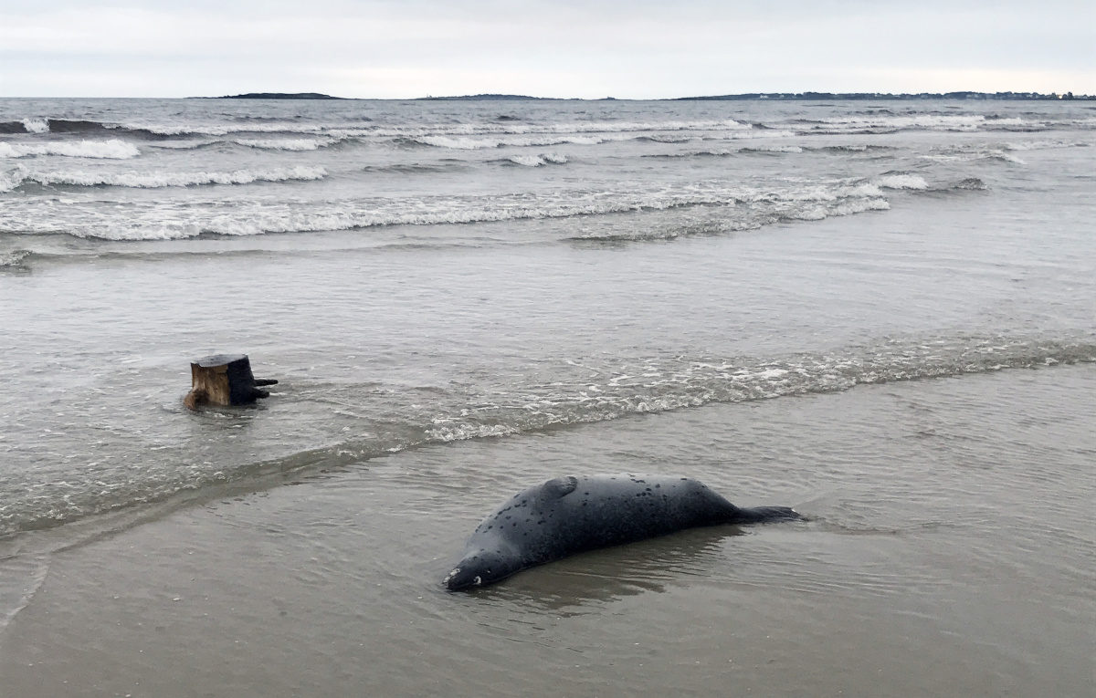 A harbor seal carcass washes ashore Sunday on the beach at Kinney Shores in Saco. Eleven dead seals were found Monday on Bayview and Kinney Shores beaches